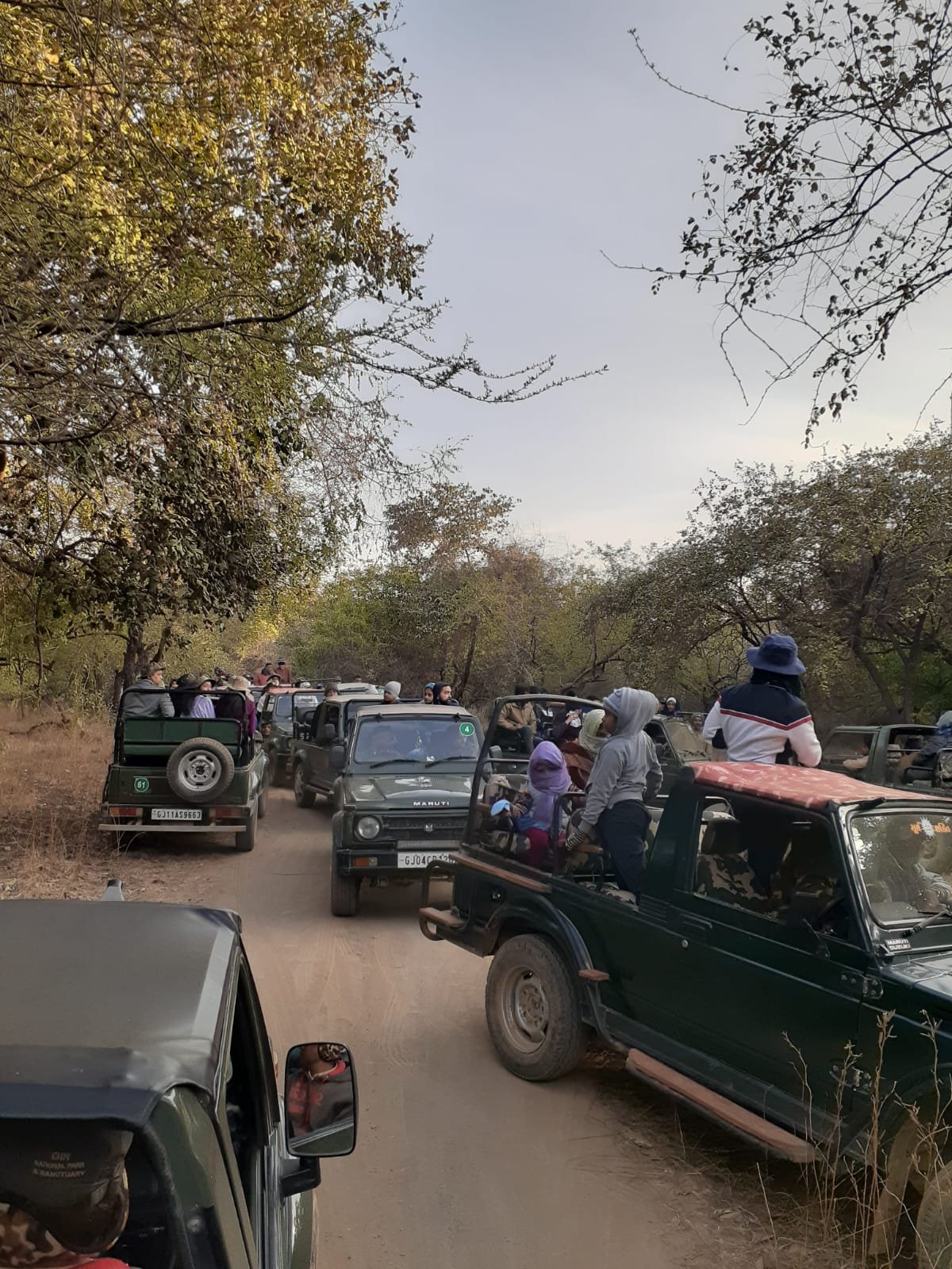 Sariska Safari