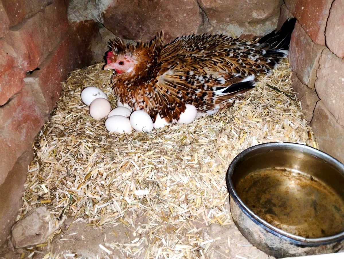 Eco Poultry Farm Tour
