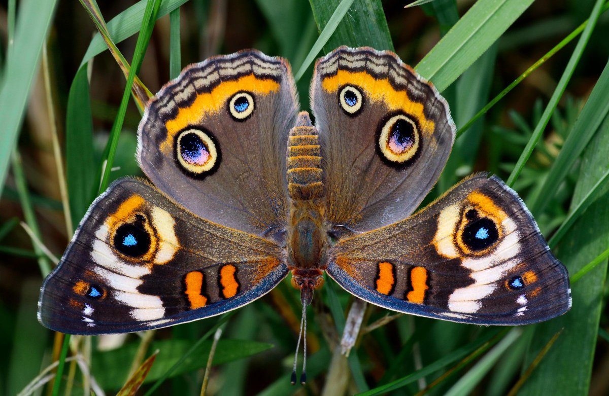 Butterfly Spotting