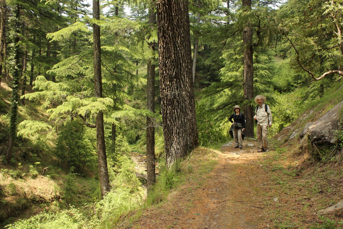 Guided Nature Walk